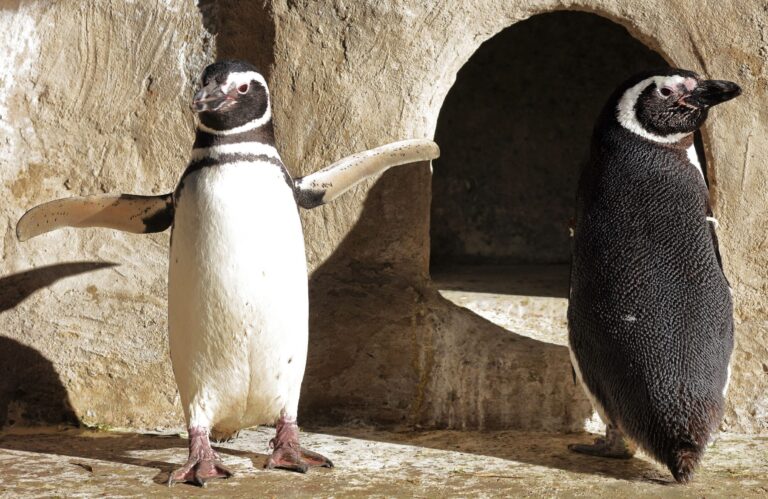 Pinguine